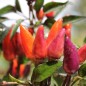 Preview: Chili Malaysian Explosive Ember (Schärfe 2) (Samen)
