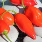 Preview: Chili Manabi Sweet (Schärfe 1) (Samen)