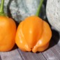 Preview: Chili Mango Stumpy (Schärfe 5) (Samen)