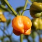 Preview: Chili Mango Stumpy (Schärfe 5) (Samen)