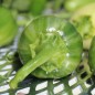 Preview: Chili Mattapeno (panaschiert) (Schärfe 5) (Samen)