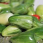 Preview: Chili Mattapeno (panaschiert) (Schärfe 5) (Samen)