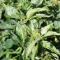 Preview: Chili Mattapeno (panaschiert) (Schärfe 5) (Samen)