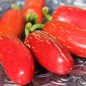 Preview: Chili Nadapeno (Schärfe 0) (Samen)