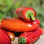 Preview: Chili Nadapeno (Schärfe 0) (Samen)
