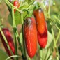 Preview: Chili Nadapeno (Schärfe 0) (Samen)