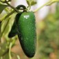 Preview: Chili Nadapeno (Schärfe 0) (Samen)