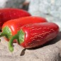 Preview: Chili Nadapeno (Schärfe 0) (Samen)