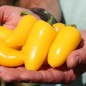 Preview: Chili Jalapeno NuMex Lemon Spice (Schärfe 2) (Samen)