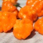 Preview: Chili Orange Blob (Schärfe 6) (Samen)