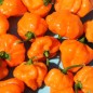 Preview: Chili Orange Blob (Schärfe 6) (Samen)