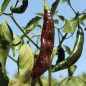 Preview: Gemüsechili Pasilla Bajo (Schärfe 1) (Samen)