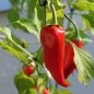 Preview: Chili Piment d'Espelette (Schärfe 4) (Samen)