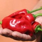 Preview: Chili Piment d'Espelette (Schärfe 4) (Samen)