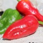 Preview: Gemüsechili Pimiento de Padron (Schärfe 1) (Samen)