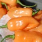 Preview: Chili Pink Habanero (Schärfe 1) (Samen)