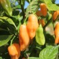 Preview: Chili Pink Habanero (Schärfe 1) (Samen)