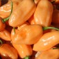 Preview: Chili Pink Habanero (Schärfe 1) (Samen)