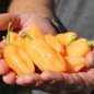 Preview: Chili Pink Habanero (Schärfe 1) (Samen)
