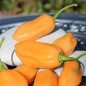 Preview: Chili Pink Habanero (Schärfe 1) (Samen)