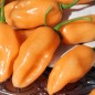 Preview: Chili Pink Habanero (Schärfe 1) (Samen)