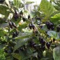 Preview: Chili Purple Chupentinho (Schärfe 6) (Samen)