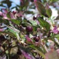 Preview: Chili Purple Flash (panaschiert) (Schärfe 4) (Samen)