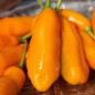 Preview: Chili Queen Laurie (Schärfe 6) (Samen)