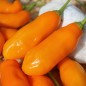 Preview: Chili Queen Laurie (Schärfe 6) (Samen)