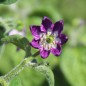 Preview: Chili Rocoto Manzano Rojo (Schärfe 8) (Samen)