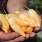 Preview: Chili Sugar Rush (Schärfe 5) (Samen)