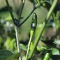 Preview: Chili Texas Rice (Schärfe 7) (Samen)