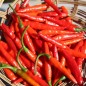 Preview: Chili Texas Rice (Schärfe 7) (Samen)