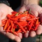 Preview: Chili Texas Rice (Schärfe 7) (Samen)