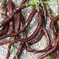 Preview: Chili Thunder Cacho Brown Pepper (Schärfe 3) (Samen)