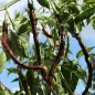 Preview: Chili Thunder Cacho Brown Pepper (Schärfe 3) (Samen)