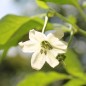 Preview: Chili Thunder Cacho Brown Pepper (Schärfe 3) (Samen)