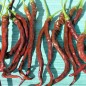Preview: Chili Thunder Cacho Brown Pepper (Schärfe 3) (Samen)