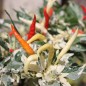 Preview: Chili Uchu Cream (Schärfe 6) (Samen)
