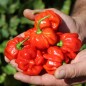 Preview: Chili Vicentes Sweet Habanero (Schärfe 0) (Samen)