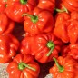 Preview: Chili Vicentes Sweet Habanero (Schärfe 0) (Samen)
