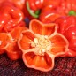 Preview: Chili Vicentes Sweet Habanero (Schärfe 0) (Samen)