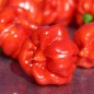 Preview: Chili Vicentes Sweet Habanero (Schärfe 0) (Samen)