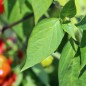 Preview: Chili Zou-Pi (Sharpei) (Schärfe 6) (Samen)