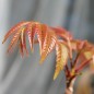 Preview: Chinesischer Gemüsebaum (Samen)