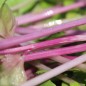 Preview: Chinesischer Sellerie Chinese Pink (Samen)