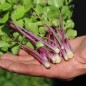 Preview: Chinesischer Sellerie Chinese Pink (Samen)