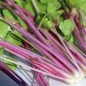 Preview: Chinesischer Sellerie Chinese Pink (Samen)