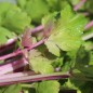 Preview: Chinesischer Sellerie Chinese Pink (Samen)