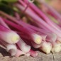 Preview: Chinesischer Sellerie Chinese Pink (Samen)